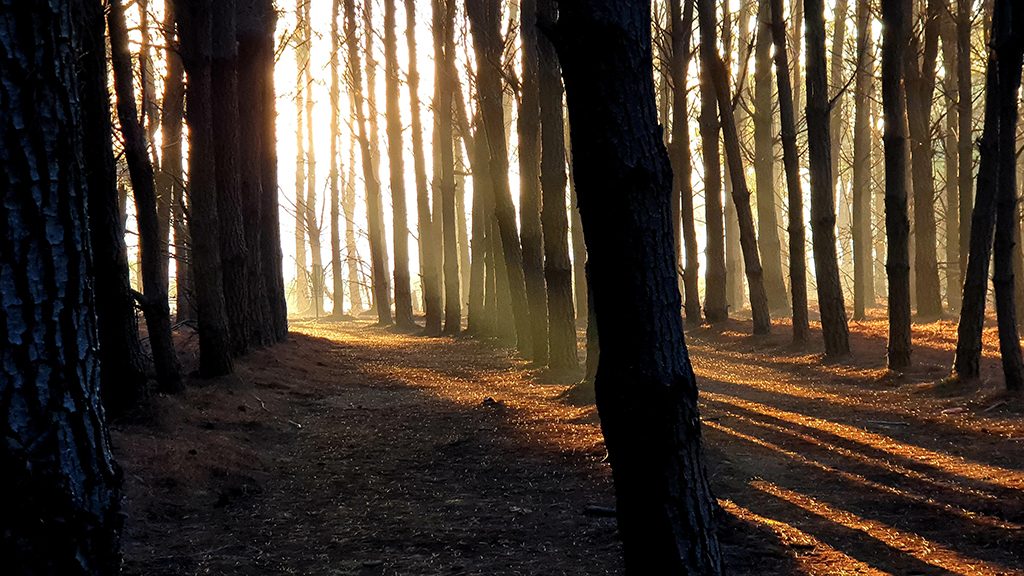 An image of trees in a disc golf course