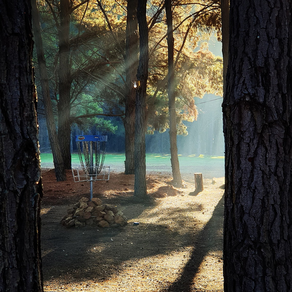 An image of trees and a disc golf target in the middle of a disc golf course